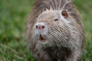 close up of a nutria face in the grass