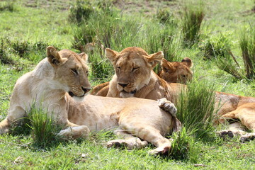Three sleepy lionesses resting on green grass in bright daylight