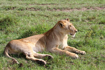 Fototapeta na wymiar Close-up of an alert lioness resting on green grass and looking right