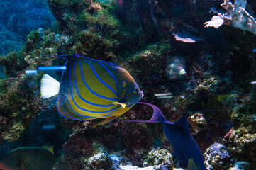 Fototapeta na wymiar Aquarium fishes and stars, in nature, live in seas and oceans.