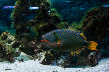 Aquarium fishes and stars, in nature, live in seas and oceans.