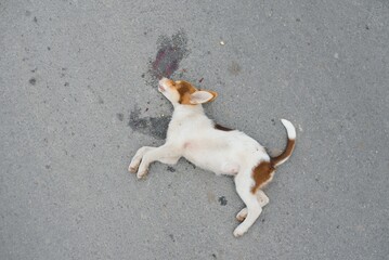 A dog is hit by a car and died on the road. Accidents with pets.