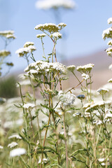 Yarrow Achillea blooms in the wild among grasses. Medical herb. Beautiful field of white wild flowers