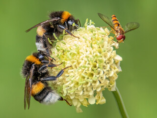 Hummeln und Schwebfliege auf einer Blüte