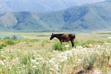 The horse is grazing on a summer corner. Farming. Grazing. Summer mountain landscape