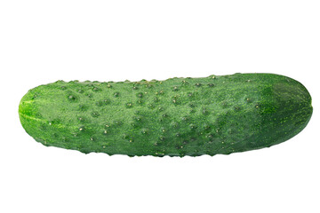 Homemade cucumber. Fresh organic cucumber isolated on white background. File contains clipping path.