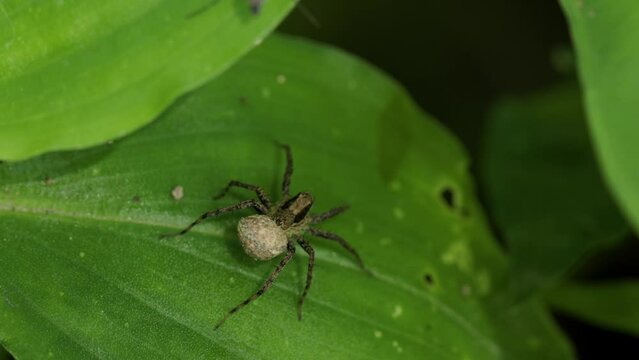 A wolf spider or spotted wolf (pardosa amentata) is perched peacefully on the surface of a green leaf