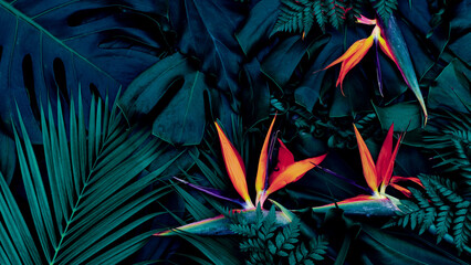 Tropical exotic flower, Closeup of Bird of Paradise or strelitzia reginae bouquet blooming on blue background