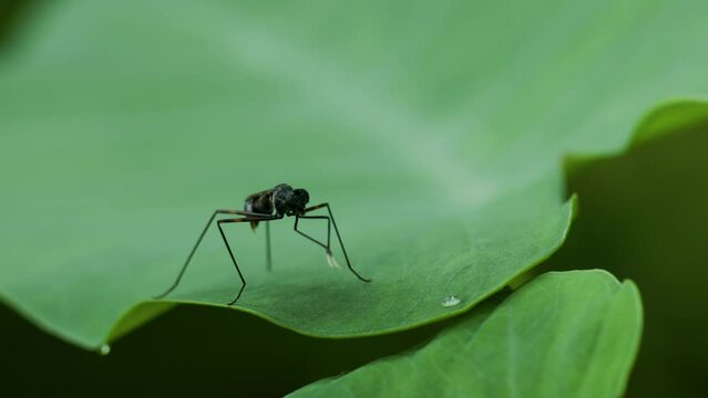 A fruit fly (fungus gnats) lands on a green leaf and swipes its forelegs
