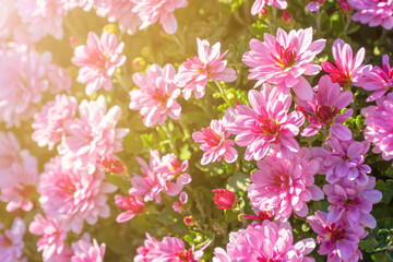 Fresh bright blooming pink chrysanthemums bushes in autumn garden outside in sunny day. Flower background for greeting card, wallpaper, banner, header.