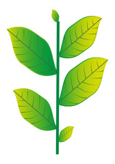 green with yellow leaves