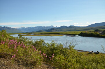 Paysage fleuri d'Alaska