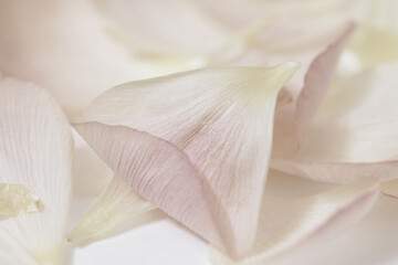 Fototapeta na wymiar Romantic wedding beige neutral colors flower patles macro
