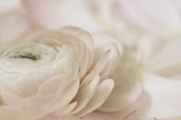 Romantic wedding beige neutral colors rununculus flower macro