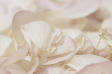 Romantic wedding beige neutral colors flower patles macro