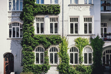 Fassadenbegrünung in Hannover-Linden