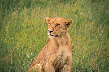 Lion in the Serengeti National Park, Tanzania