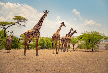 Giraffes in savanah, Lake Natron, national park, Tanzania