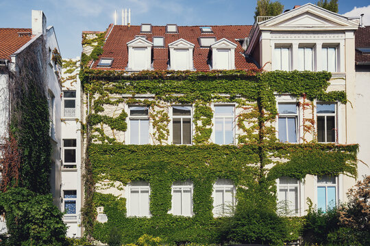 Begr&uuml;nte Fassaden in der Oststadt von Hannover, Fassadenbegr&uuml;nung
