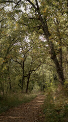 Naklejka premium bosque