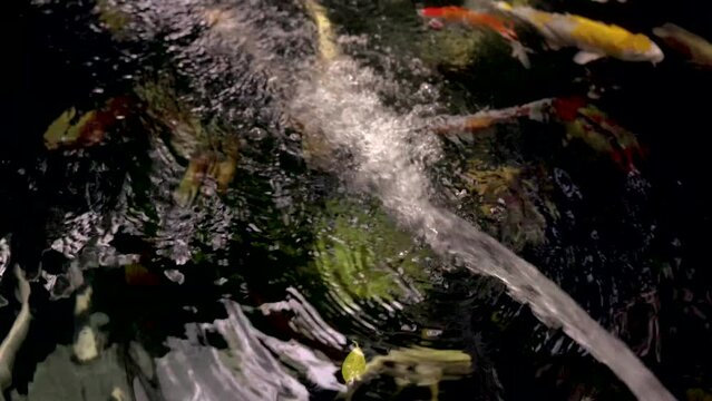 very beautiful and very big massive koi carp fishes in the garden pond for the fengshui and relaxing
