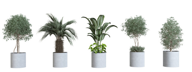 Plants in 3d rendering Beautiful plant in 3d rendering isolated 
