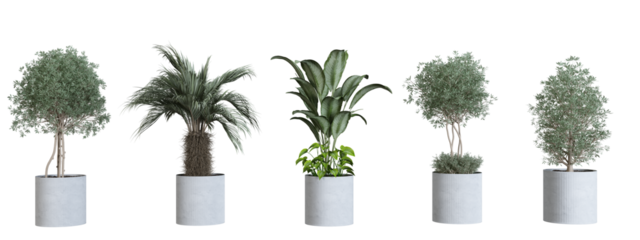 Plants in 3d rendering Beautiful plant in 3d rendering isolated 
