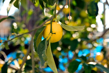 Bunches of fresh yellow ripe lemons on lemon tree branches in 