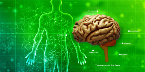 3d illustration Human health brain 
