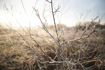 plants covered with frost on a frosty winter morning
