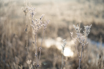 plants covered with frost on a frosty winter morning