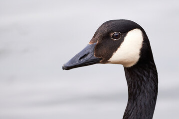 Canada Goose head close-up ( Branta Canadensis )