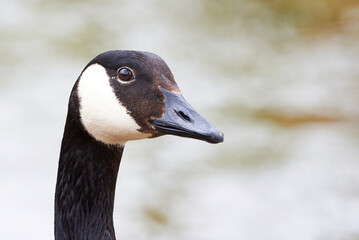 Canada Goose head close-up ( Branta Canadensis )