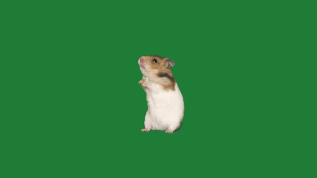 hamster on green screen