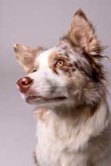 Young beautiful red merle border collie sitting down on the ground at photo studio.