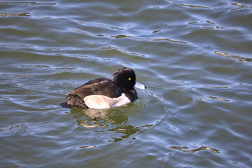 池で泳ぐ渡り鳥の可愛いカモ