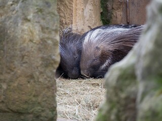 a pair of Porcupines in the zoo