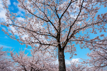 満開の桜