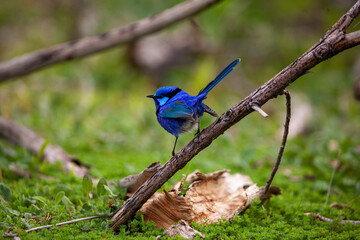 splendid blue wren