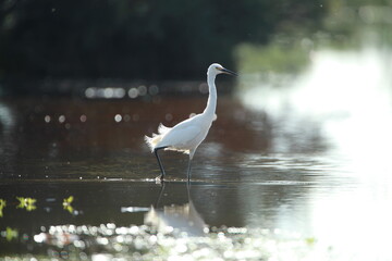 White Egret