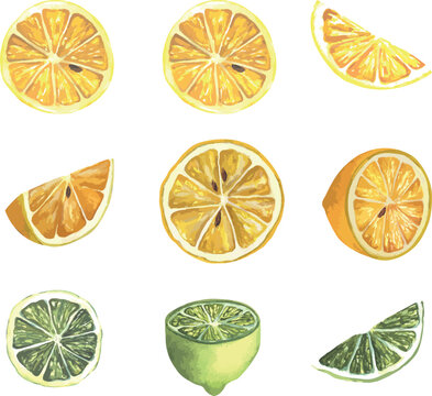 Vector illustration of juicy lemons, slices and whole bright yellow lemons, juicy fruits. Drawings for menu design, postcards, textiles, prints and other ideas