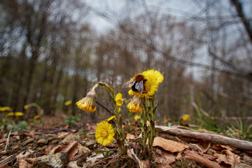 Bumblebee on yellow Tussilago farfara flower in spring forest - obrazy, fototapety, plakaty