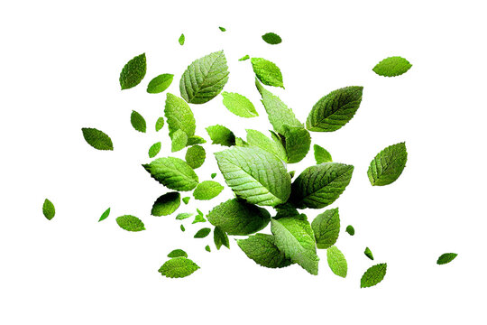 Green mint or peppermint leaves flying in air. Flow of fresh summer or spring foliage. Isolated on white background. Created with Generative AI technology.