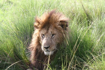 Portrait of an adult lion with dark mane resting in high green grass