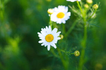 Chamomile flowers field. A beautiful natural scene with blooming medical flowers. Summer background.