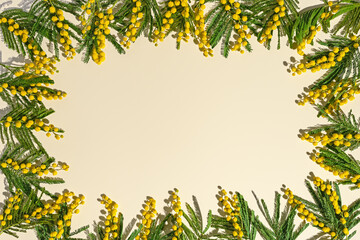 Spring flower flat lay as frame, yellow mimosa with green leaves on beige, trend floral background, natural flowers still life, aesthetic flowery composition. Spring Holiday fon, top view