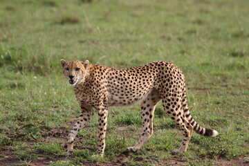 Cheetah walking through high greeb grass looking into camera