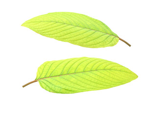 Mitragyna speciosa korth(Kratom) on transparent png..