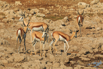 Springbok in natural habitat in Etosha National Park in Namibia.