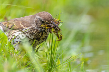 In early spring, the thrush bird collects moss to build a nest, Turdus philomelos with a full beak of moss jumps on the grass
